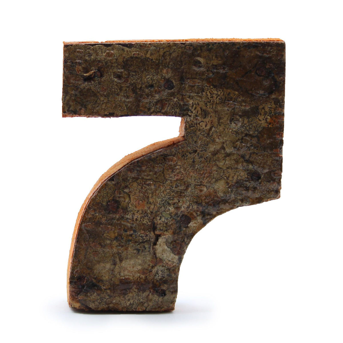 Rindenzahl 7 · 7 cm
